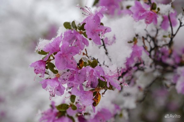 Рододендрон в снегу