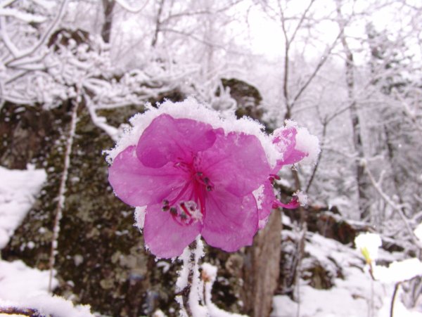 Багульник Сибирский зимой