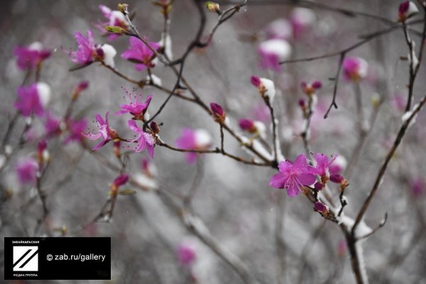 Багульник в снегу фото