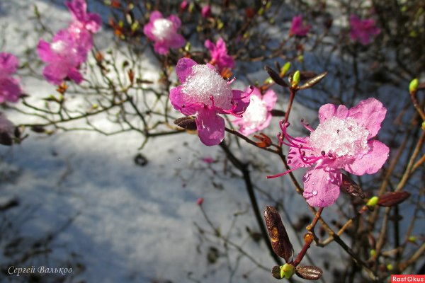 Рододендрон Даурский зимой