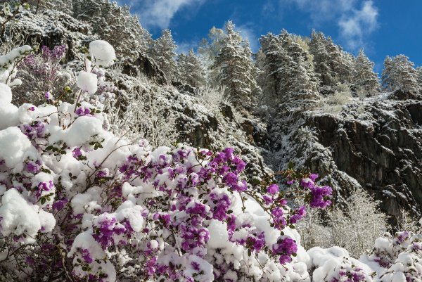 Багульник Сибирский зимой
