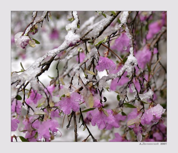 Багульник в снегу Забайкалье