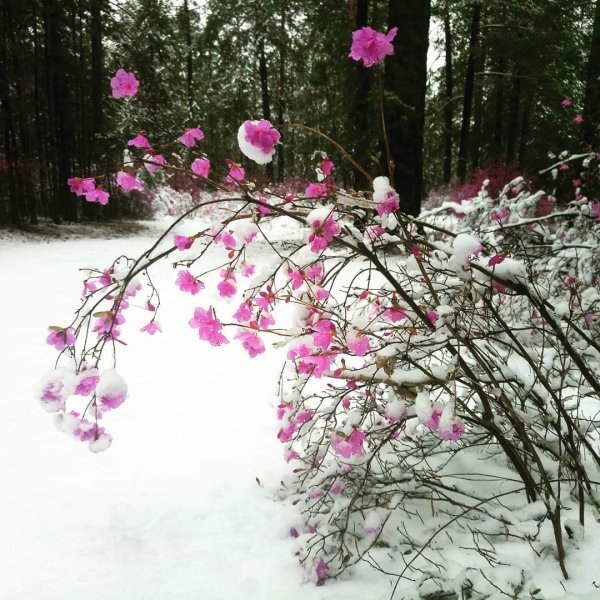Рододендрон Даурский зимой