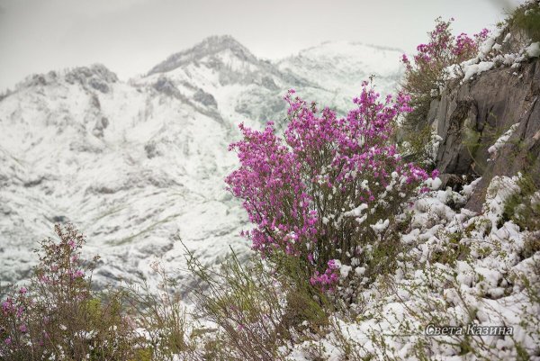 Багульник на Алтае