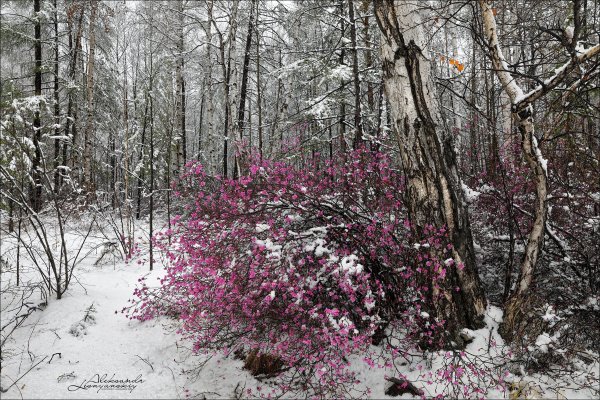 Багульник Леснянский