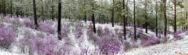 Багульник Сибирский зимой