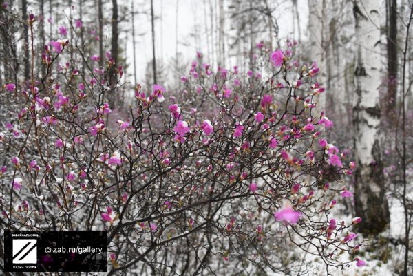 Чита багульник в снегу