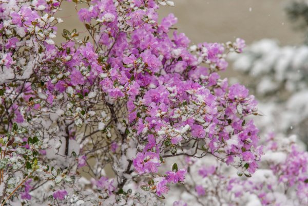 Багульник Сибирский