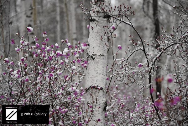 Багульник в декабре