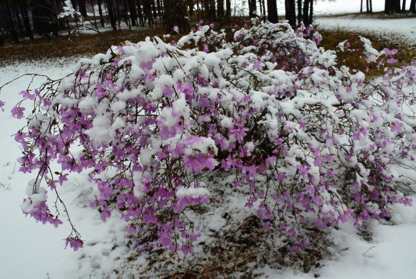 Багульник Сибирский зимой