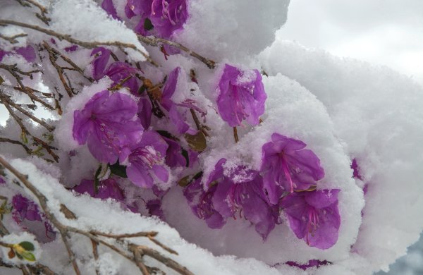 Снежный рододендрон