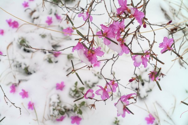 Веточки рододендрон Даурский