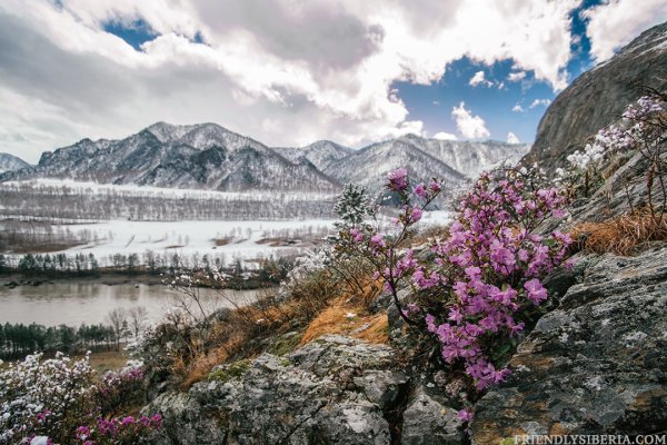 Маральник снег Алтай