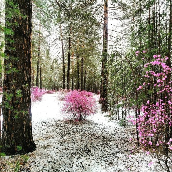 Багульник в лесу