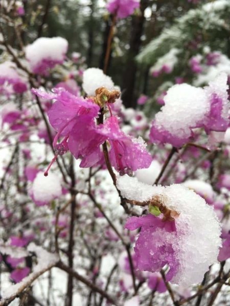 Багульник в снегу