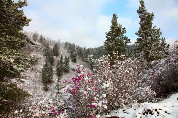 Багульник в снегу Забайкалье