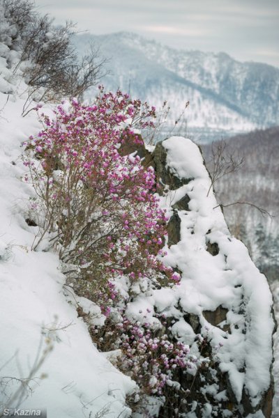 Светлана Казина маральник