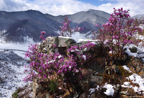 Алтайский багульник маральник