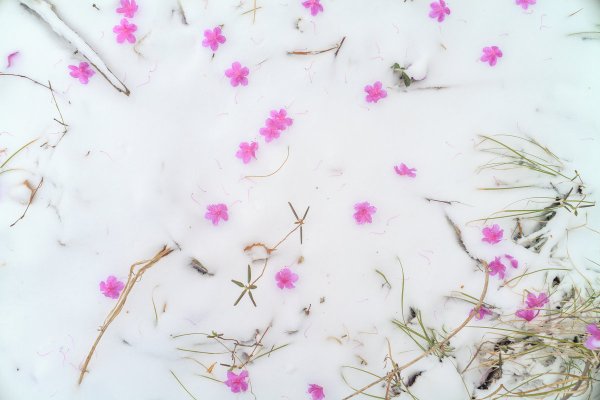 Как выглядит багульник зимой