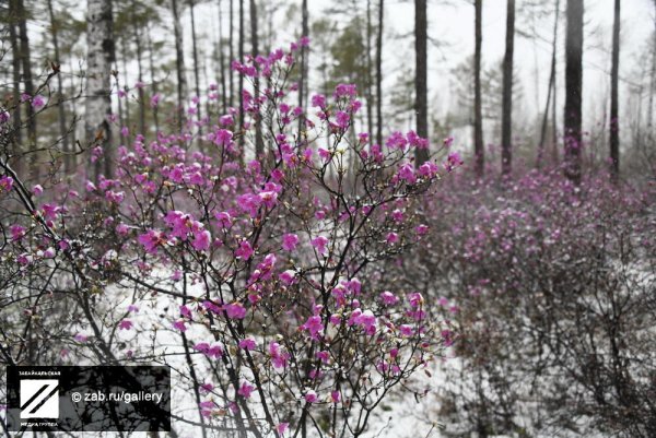 Багульник морозовый