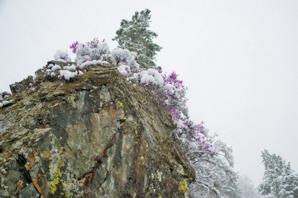 Сибирская Сакура Алтай