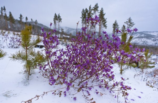 Багульник Вересковый