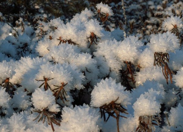 Зимний багульник болотный