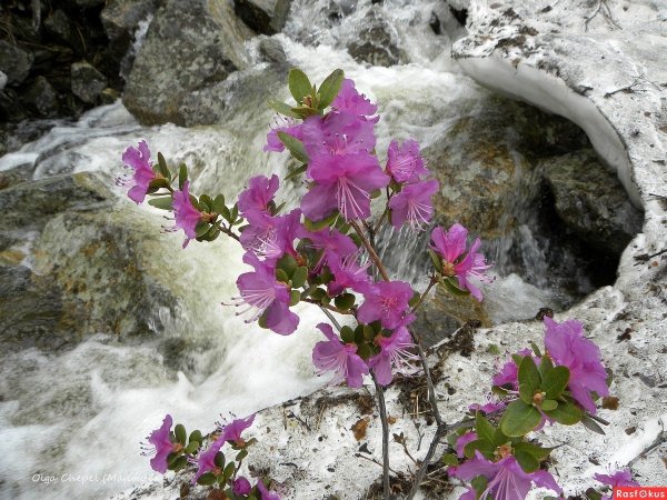 Рододендрон багульник Байкал