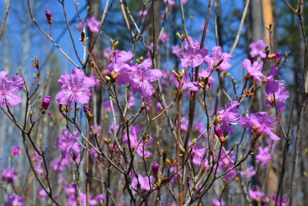 Багульник желтый