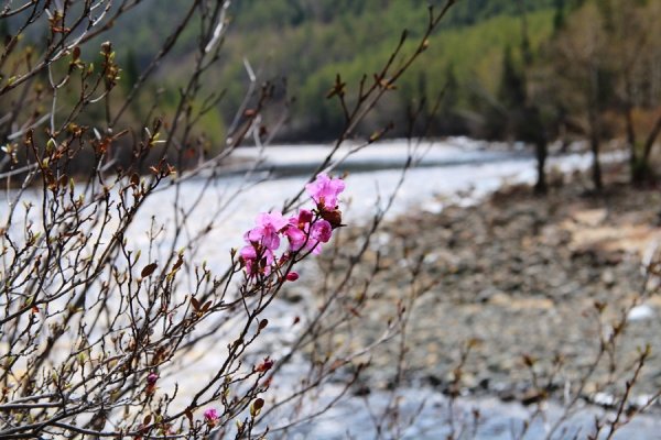 Багульник ранней весной