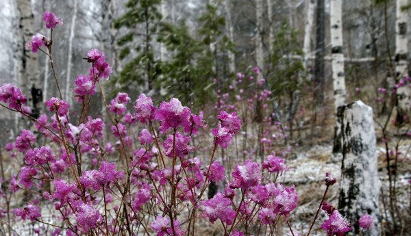 Багульник морозовый