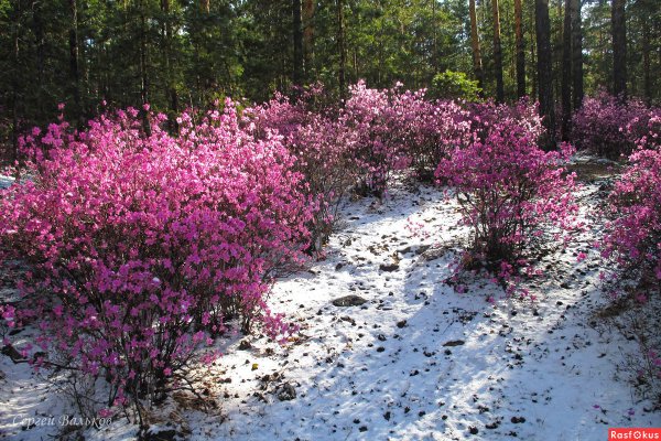 Рододендрон Даурский