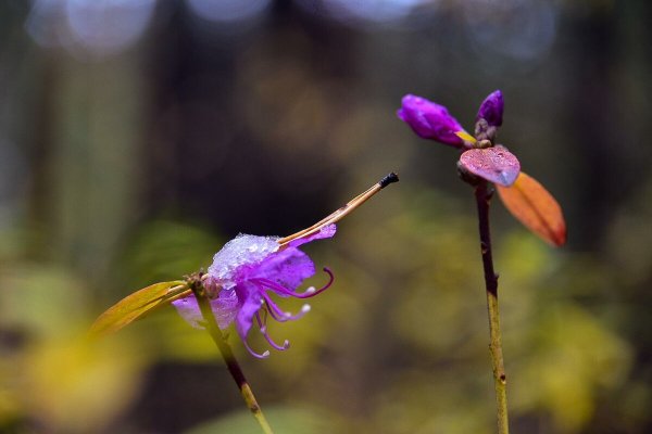 Ещё не распустившиеся цветы