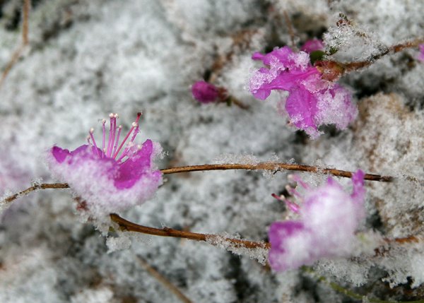 Багульник Забайкальский белый