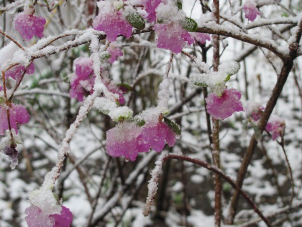 Багульник Сибирский зимой