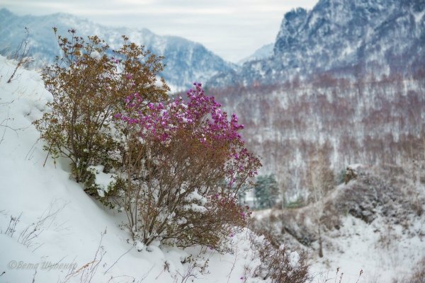 Светлана Казина маральник