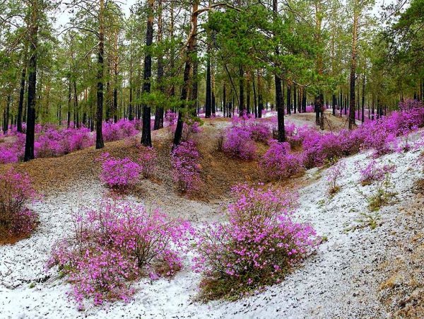 Цветение багульника в Забайкалье