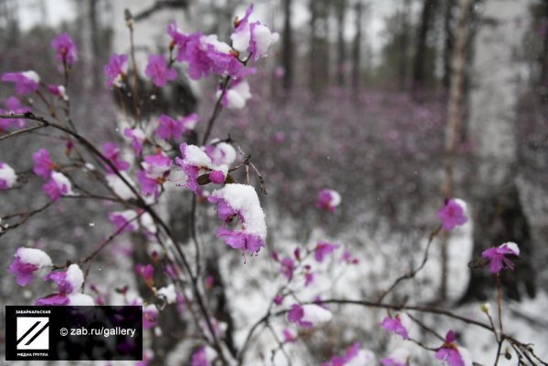 Багульник зимой в лесу