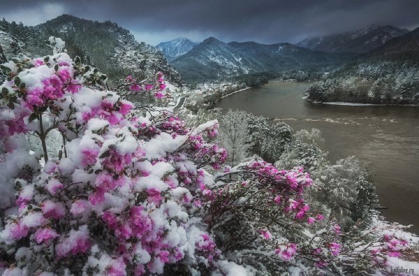 Маральник на Алтае