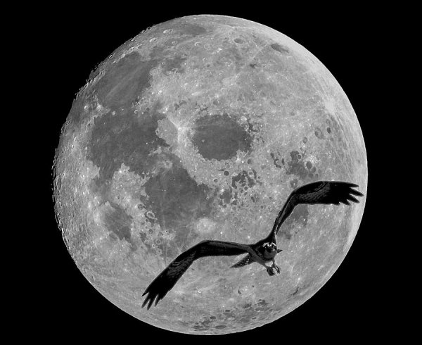 Птица на фоне Луны
