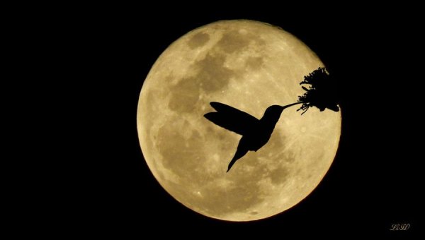 Полнолуние и птицы