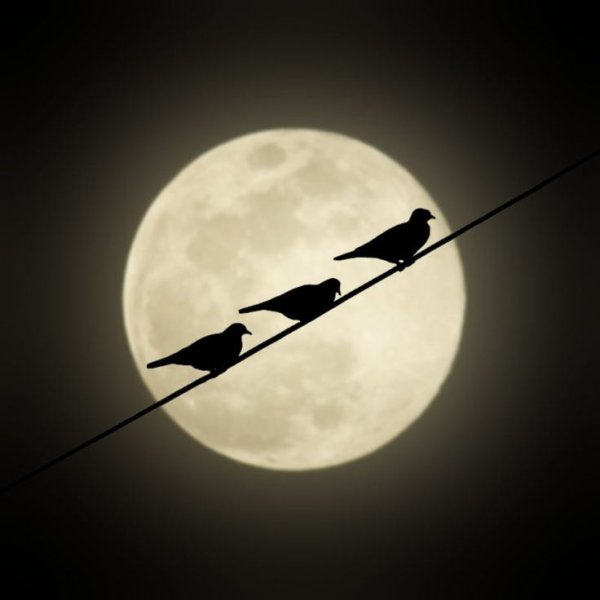 Луна и птицы