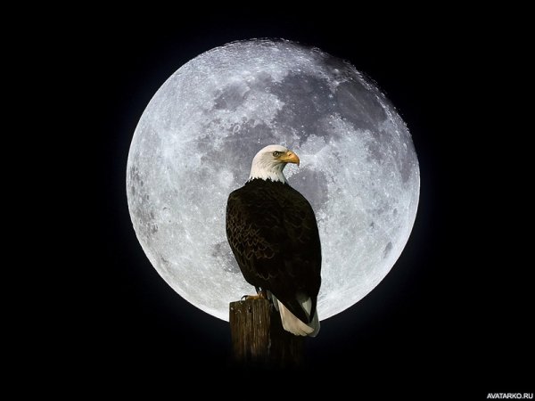 Ястреб на фоне Луны