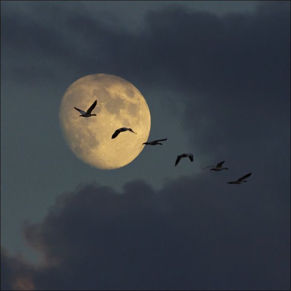Полная Луна птицы