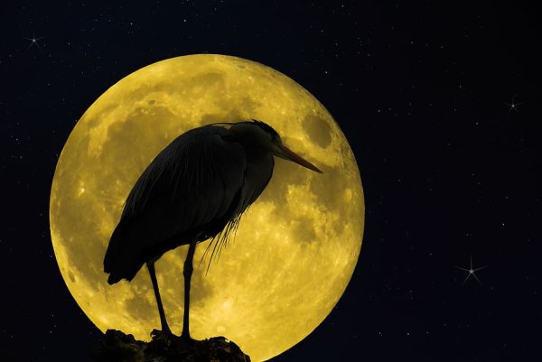 Полнолуние и птицы