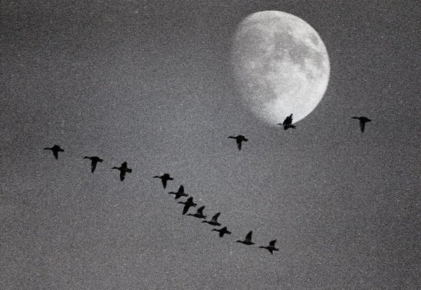 Луна и птицы