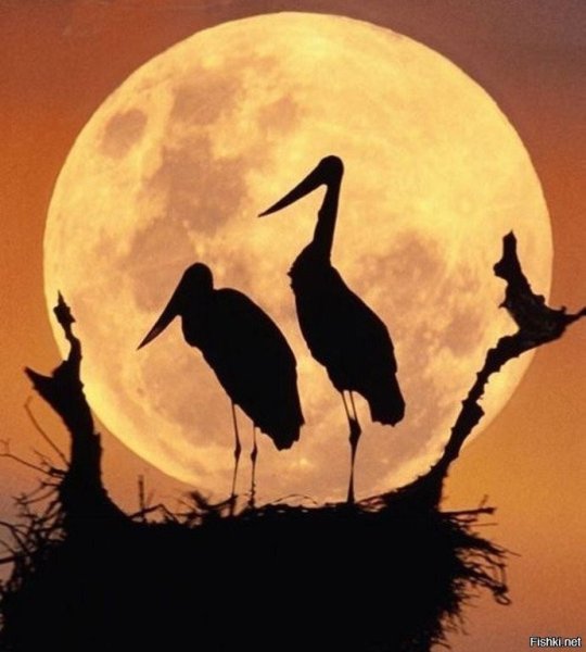 Птица на фоне Луны