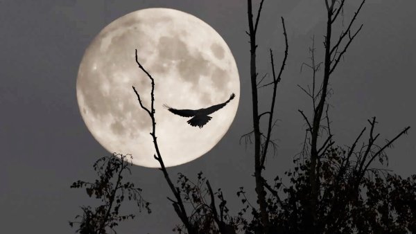 Страшное полнолуние