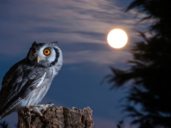 Найт Оул / ночная Сова (Night Owl)