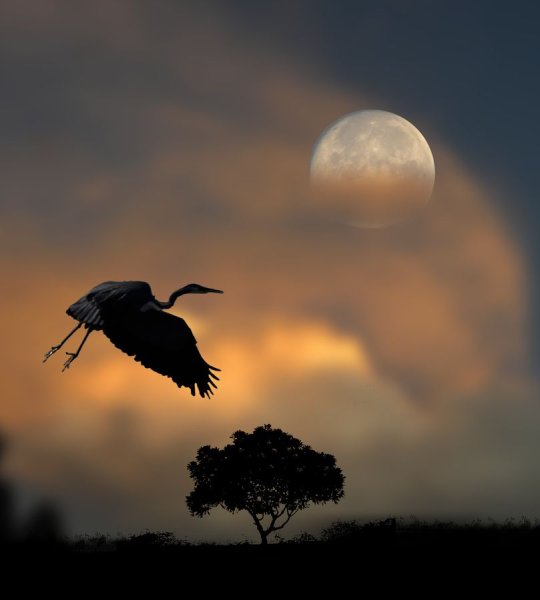 Птицы в ночном небе